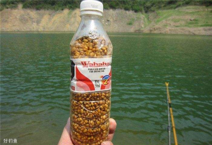 蜂蜜玉米粒钓鲤鱼-蜂蜜泡嫩玉米钓鲤鱼
