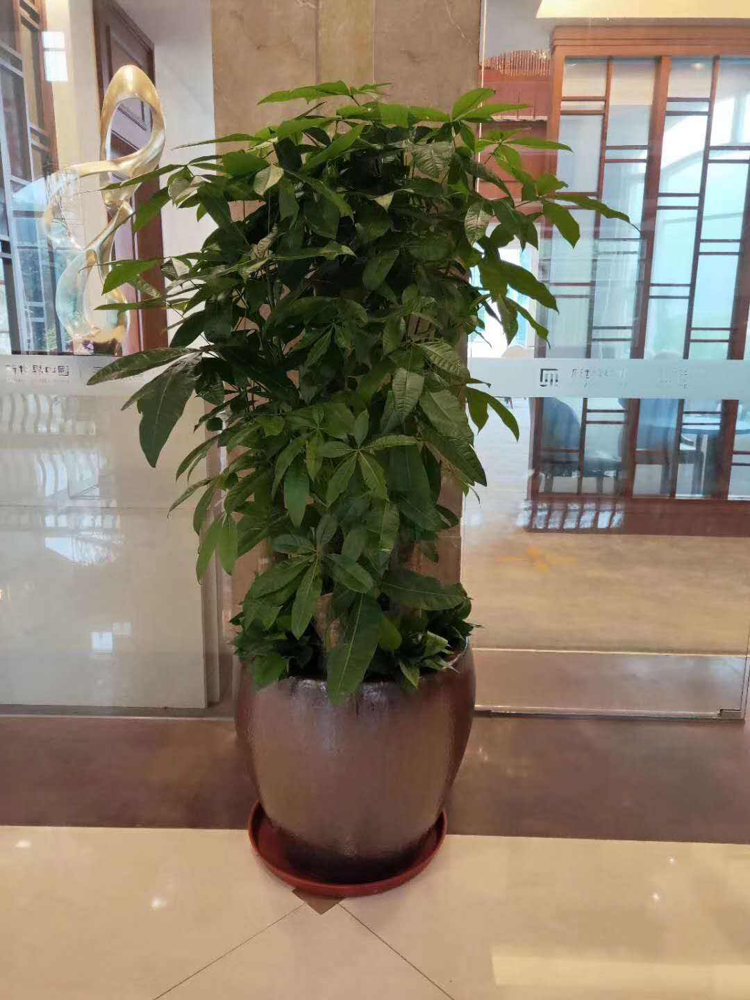 关于江阴专业绿植养护价格走势的信息