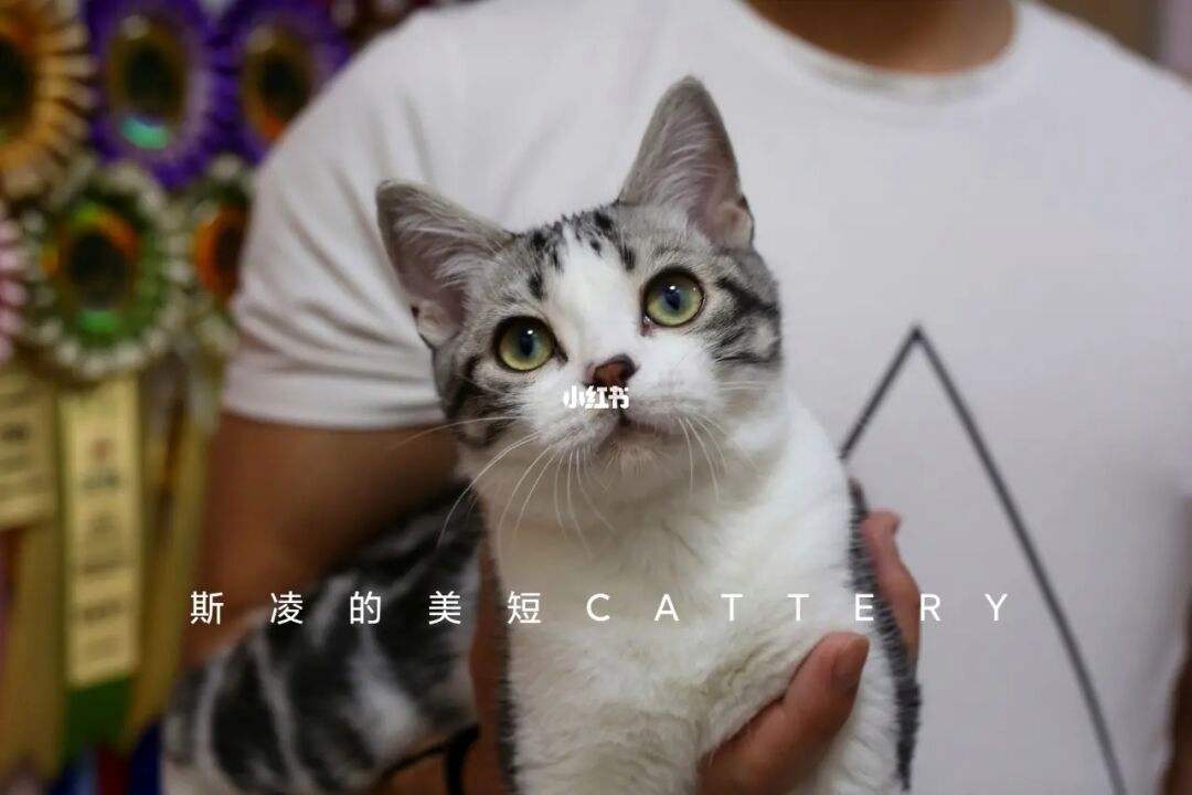 养猫新手可以养美短加白吗-养一只美短加白猫需要多少钱?