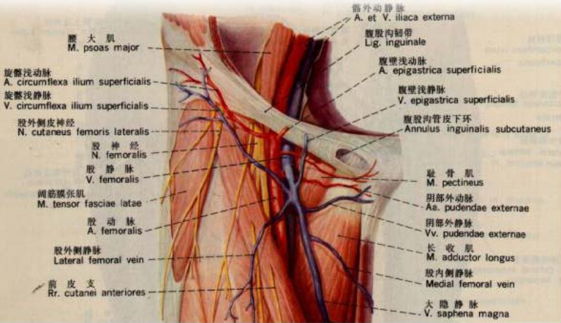 足球运动员腹股沟拉伤-足球运动员腹股沟疼痛综合症