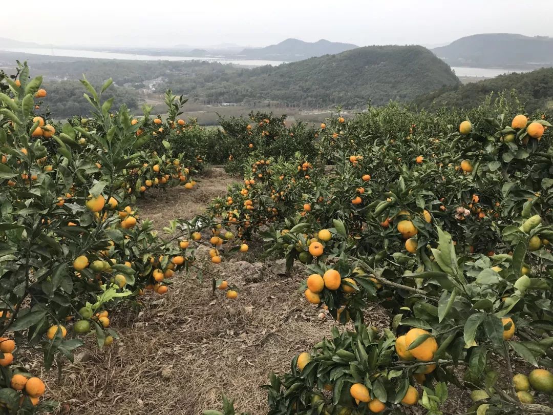 宁波农产品小视频剪辑-宁波农产品小视频剪辑公司