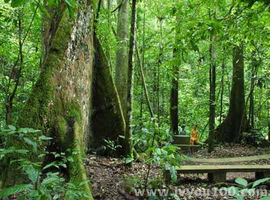 热带雨林的生态系统-热带雨林生物多样性丰富的原因