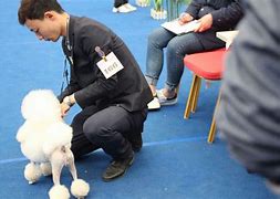 海滨街道宠物美容店哪家好-海滨街道宠物美容店哪家好点